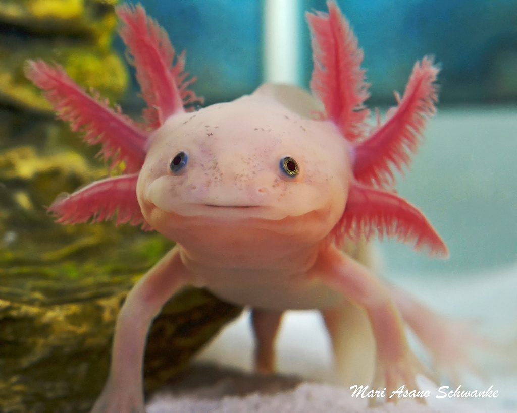Risultati immagini per Axolotl